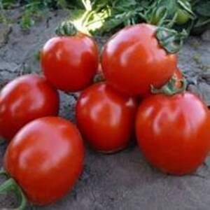 Томат 