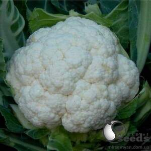 Насіння капусти цвітної 