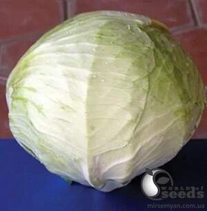 Капуста білокачанна 