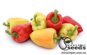 Насіння перцю Яніка F1 / Yanika F1,  500 нас,  (Kitano)