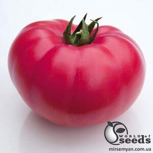 Насіння томату 