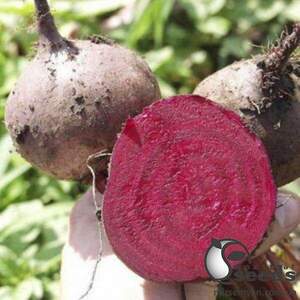 Буряк столовий Бікорес / Bikores 5 000нас. (Bejo)