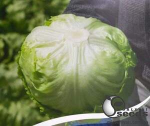 Салат айсберг Руморс/ Rumours 5000 с. Бейо (Bejo)