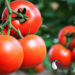 Томат 