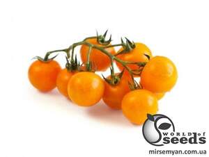 Насіння томату 