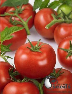 Томат 