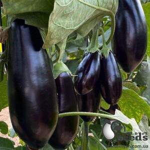 Баклажан Візир F1,  500 нас. (Yuksel Seeds)