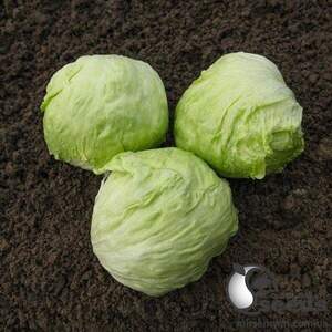 Салат айсберг Джойс/ Joice 5000 нас. (Bejo)