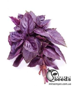 Базилік фіолетовий 