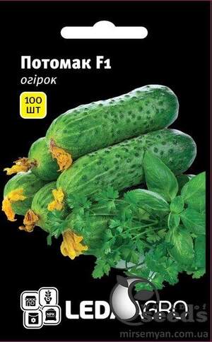 Огірок Потомак F1 - 100 насінин Л (Seminis) Огірок Потомак F1 - 100 насінин Л (Seminis)