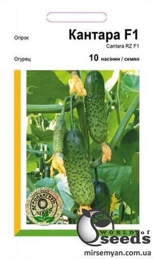 Огірок Огірок
