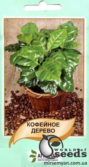 Кавове дерево 5 семена А Кавове дерево 5 семена А