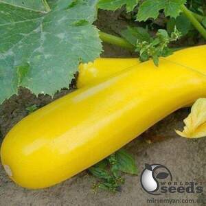 Кабачок PL 6010 F1 100 семена Ergon Seeds Кабачок PL 6010 F1 100 семена Ergon Seeds