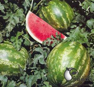 Кавун Кримсон світ 500 г Ergon Seed Кавун Кримсон світ 500 г Ergon Seed