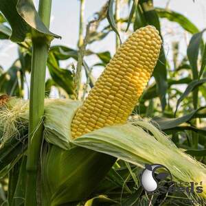 Кукурудза Джет F1 солодка 1000 семена Ergon Seed Кукурудза Джет F1 солодка 1000 семена Ergon Seed