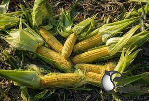 Кукурудза ЖИ 3278 ОІ F1 суперсолодка 5 000 семена Ergon Seed Кукурудза ЖИ 3278 ОІ F1 суперсолодка 5 000 семена Ergon Seed