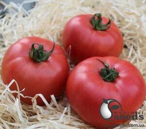 Томат індет. PL 6210 F1 100 семена Ergon seeds Томат індет. PL 6210 F1 100 семена Ergon seeds