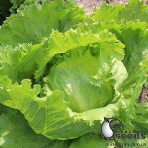 Салат PL 6056 F1 1000 семена (драже) Ergon seeds Салат PL 6056 F1 1000 семена (драже) Ergon seeds