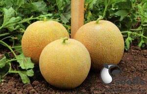 Диня KS 33 F1, 1000 семена Кітано, (KITANO Seeds) Диня KS 33 F1, 1000 семена Кітано, (KITANO Seeds)