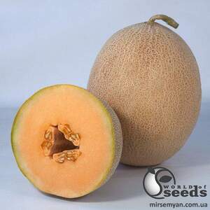 Диня KS 6147 F1, 1 000 семена Кітано, (KITANO Seeds) Диня KS 6147 F1, 1 000 семена Кітано, (KITANO Seeds)