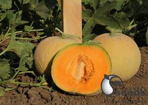 Диня KS 7049 F1, 100 семена Кітано, (KITANO Seeds) Диня KS 7049 F1, 100 семена Кітано, (KITANO Seeds)
