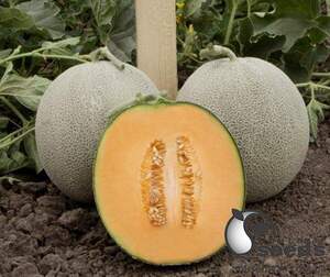 Диня KS 7084 F1, 100 семена Кітано, (KITANO Seeds) Диня KS 7084 F1, 100 семена Кітано, (KITANO Seeds)