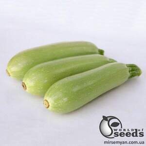 Кабачок KS 1241 F1, 250 семена Кітано, (KITANO Seeds) Кабачок KS 1241 F1, 250 семена Кітано, (KITANO Seeds)
