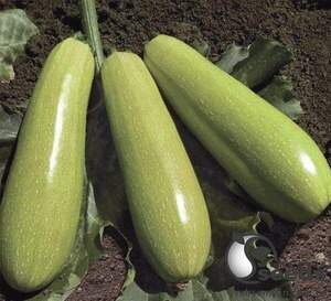 Кабачок KS 2446 F1, 1000 семена Кітано, (KITANO Seeds) Кабачок KS 2446 F1, 1000 семена Кітано, (KITANO Seeds)