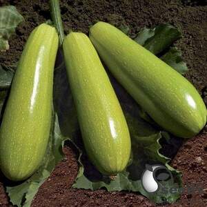Кабачок KS 3714 F1, 1000 семена Кітано, (KITANO Seeds) Кабачок KS 3714 F1, 1000 семена Кітано, (KITANO Seeds)