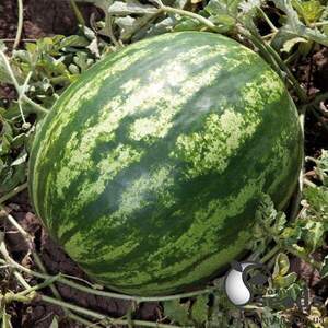 Кавун KS 165 F1, 100 семена Кітано, (KITANO Seeds) Кавун KS 165 F1, 100 семена Кітано, (KITANO Seeds)