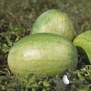 Кавун KS 1819 F1, 1000 семена Кітано, (KITANO Seeds) Кавун KS 1819 F1, 1000 семена Кітано, (KITANO Seeds)
