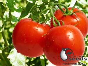 Томат Барбадос F1 1000 с. Рік Цваан, (Rijk Zwaan)