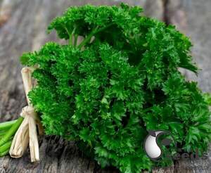 Насіння петрушки кучерявої Катинка 250 г (Enza Zaden)