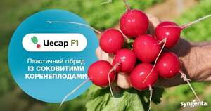 Редис Цесар F1 / Cesar F1 10 000 нас. Syngenta Редис Цесар F1 / Cesar F1 10 000 нас. Syngenta