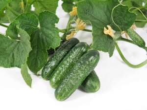 Огірок Велокс F1 - 50 семена А.  Nunhems