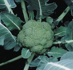 Капуста брокколи Макларен F1,  2500 семян. (Syngenta)