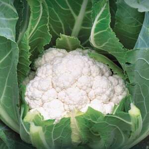 Капуста цвітна Алмагро F1,  1000 нас.  (Syngenta)