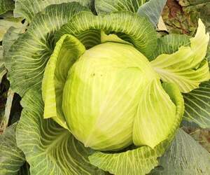 Капуста Винчи/ Vinci F1,  2500 семян. (Syngenta)