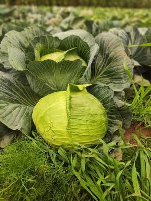 Капуста Марконі/ Marconi F1,  2500 семян. (Syngenta)